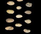 Lot: Fossil Seed Cones (Or Aggregate Fruits) - Pieces #148854-2